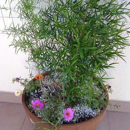 Adriatic Lumbarda