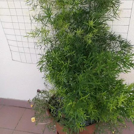Adriatic Apartman Lumbarda