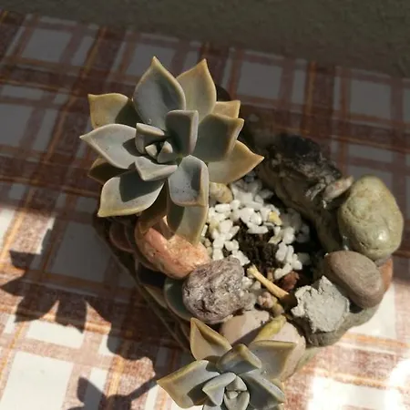 Adriatic *