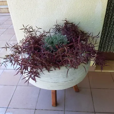 Adriatic Apartment Lumbarda